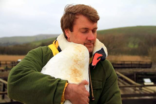 injured-swan-hugs-man-richard-wiese-born-to-explore-abbotsbury-swannery-15