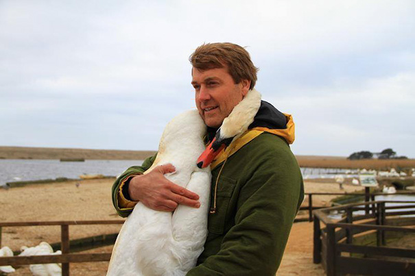 injured-swan-hugs-man-richard-wiese-born-to-explore-abbotsbury-swannery-16