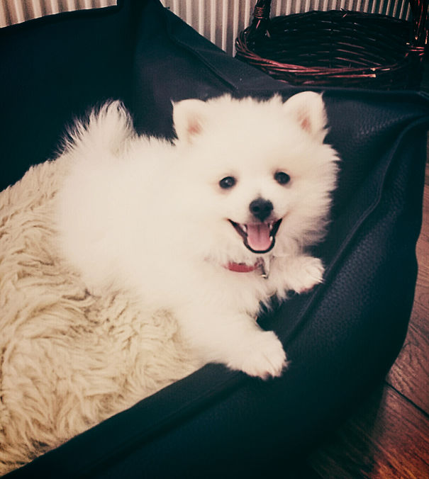 That's My Dog's Cheerful Smile When She Was A Puppy. :)