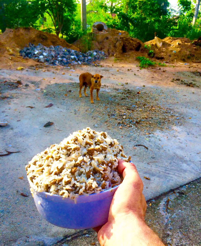 man-feeds-80-homeless-dogs-michael-baines-thailand-11 man-feeds-80-homeless-dogs-michael-baines-thailand-11