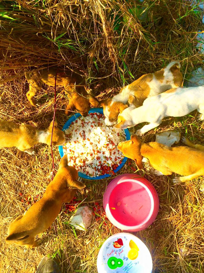 man-feeds-80-homeless-dogs-michael-baines-thailand-26 man-feeds-80-homeless-dogs-michael-baines-thailand-26