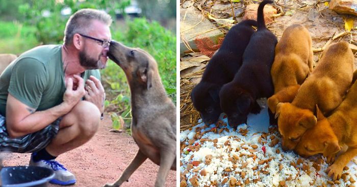 This Man Feeds 80 Stray Dogs Every Day Because He Can’t Bear to See Them Starve