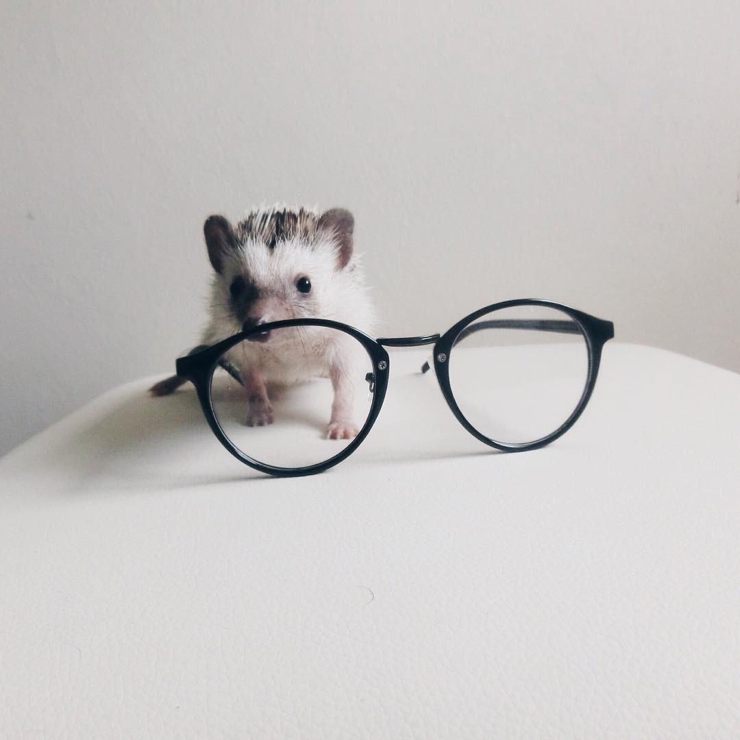 minimal-hedgehog-pictures-hogybaby-picture1