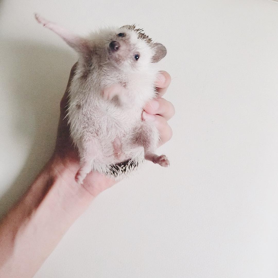 minimal-hedgehog-pictures-hogybaby-picture2