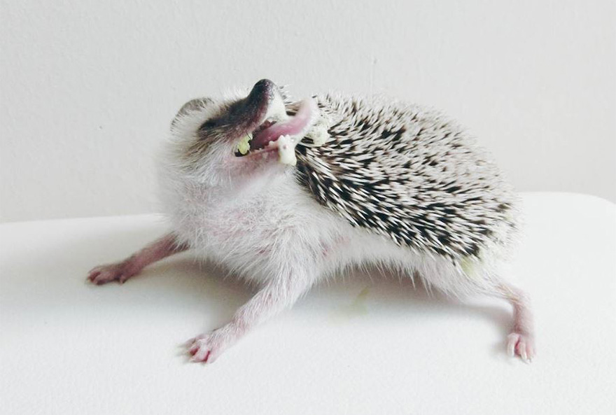 minimal-hedgehog-pictures-hogybaby-picture4 minimal-hedgehog-pictures-hogybaby-picture4