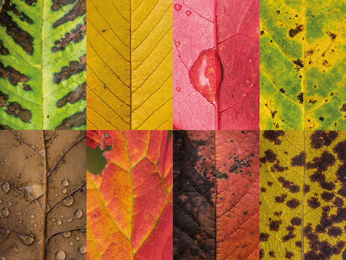I Photographed Hundreds Of Leaves To Show The Beauty Of Diversity And Imperfection