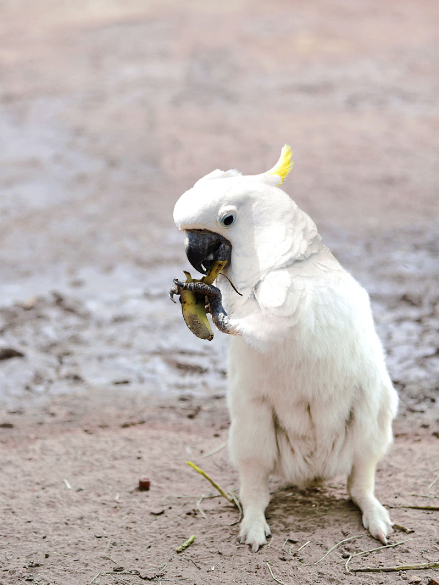 'new Species' Discovered In Australian Outback