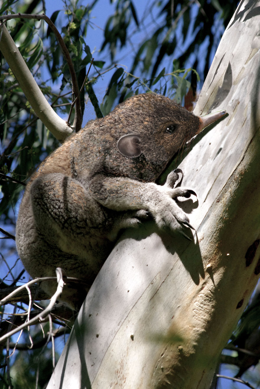 'new Species' Discovered In Australian Outback