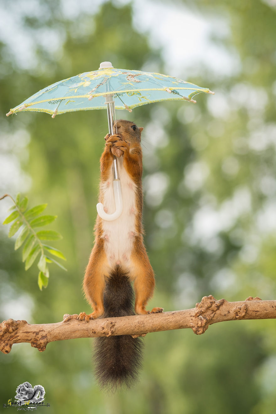 I Take Pictures Of Wild Red Squirrels Using Tiny Umbrellas I Take Pictures Of Wild Red Squirrels Using Tiny Umbrellas