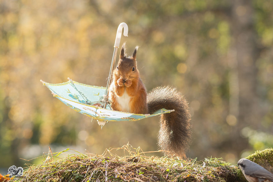 I Take Pictures Of Wild Red Squirrels Using Tiny Umbrellas