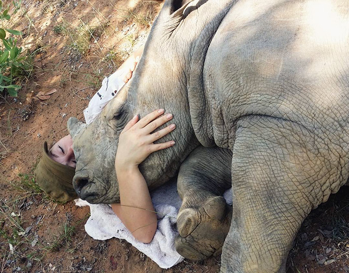 orphan-baby-rhino-sleeps-with-human-kabelo-laure-ellison-orphanage-12