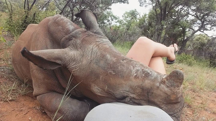 orphan-baby-rhino-sleeps-with-human-kabelo-laure-ellison-orphanage-5