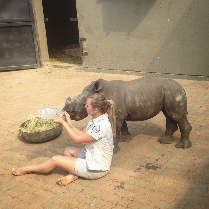 orphan-baby-rhino-sleeps-with-human-kabelo-laure-ellison-orphanage -9 orphan-baby-rhino-sleeps-with-human-kabelo-laure-ellison-orphanage -9