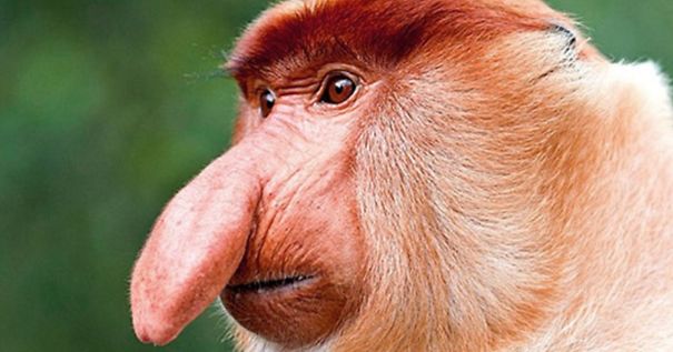 10+ Weird Animals That Are Real