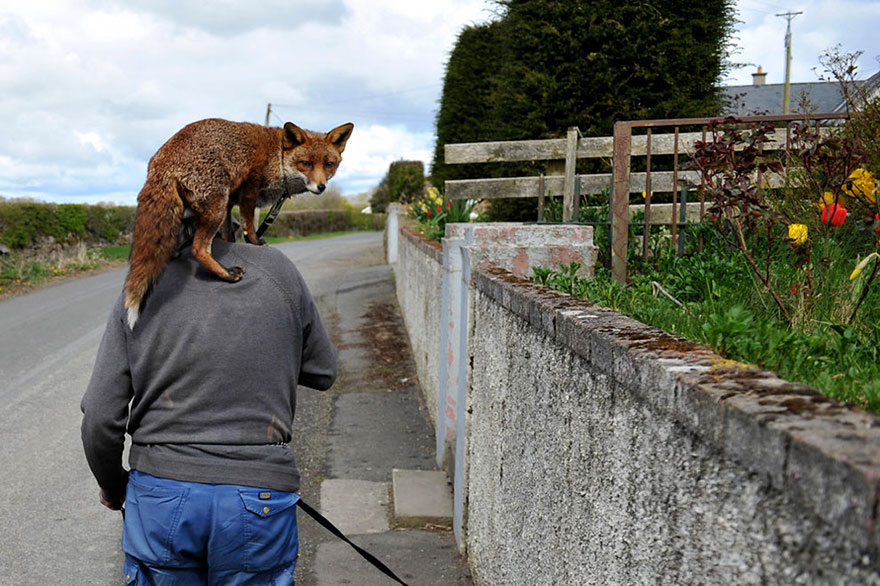 pet-foxes-rescue-patsy-gibbons-ireland-11 pet-foxes-rescue-patsy-gibbons-ireland-11