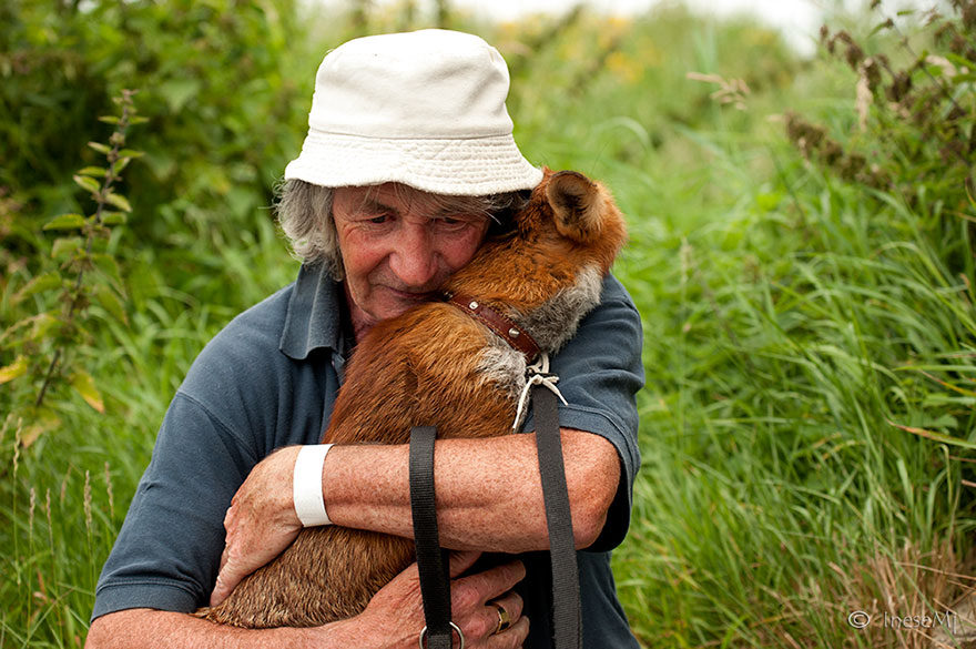 pet-foxes-rescue-patsy-gibbons-ireland-20 pet-foxes-rescue-patsy-gibbons-ireland-20