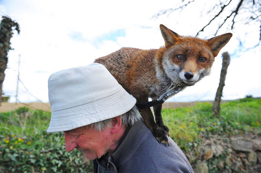 pet-foxes-rescue-patsy-gibbons-ireland-25 pet-foxes-rescue-patsy-gibbons-ireland-25