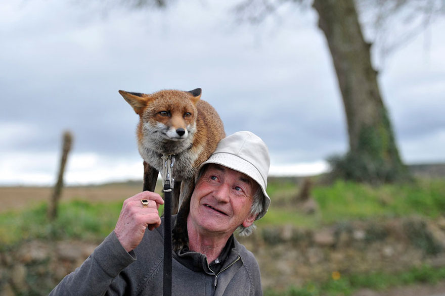 pet-foxes-rescue-patsy-gibbons-ireland-5 pet-foxes-rescue-patsy-gibbons-ireland-5