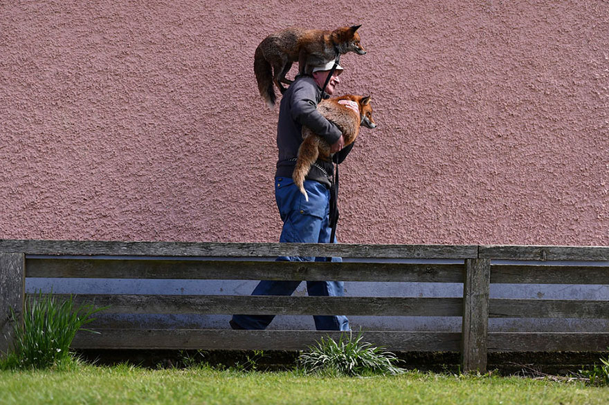 pet-foxes-rescue-patsy-gibbons-ireland-6 pet-foxes-rescue-patsy-gibbons-ireland-6