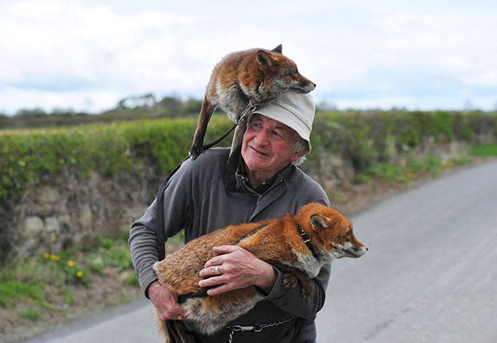 This Man Rescued These Foxes And Now They Won’t Leave His Side