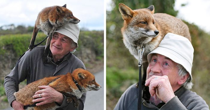 This Man Rescued These Foxes And Now They Won’t Leave His Side