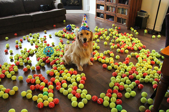 Joey Jax Turns 2! The Golden With 800 Tennis Balls!
