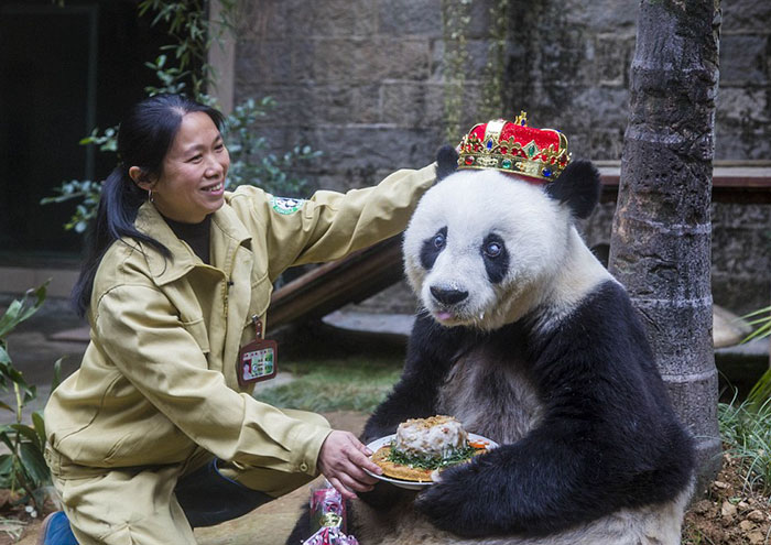 Basi, The World's Second-oldest Panda Is Treated Like A Queen On Her Birthday