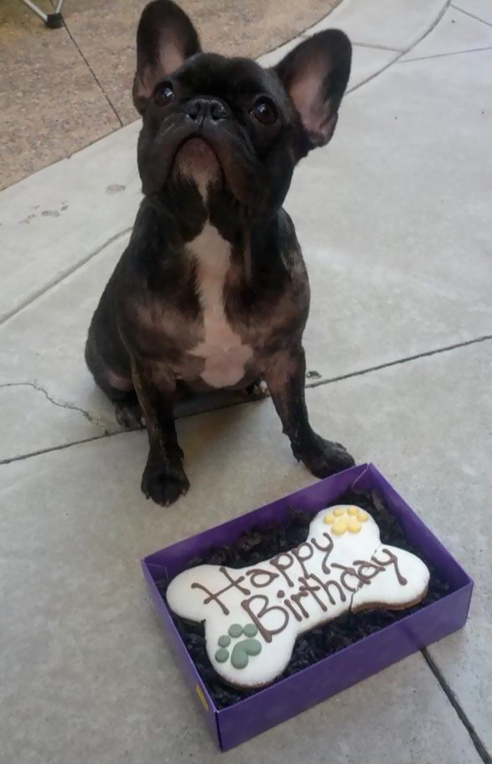 Guy At The Pet Store Gave Us A Barely-cracked Birthday Dog Cookie For Free