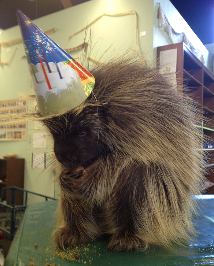My Mom Works At The Zoo, And Yesterday Was Ernie The Porcupine's 6th Birthday