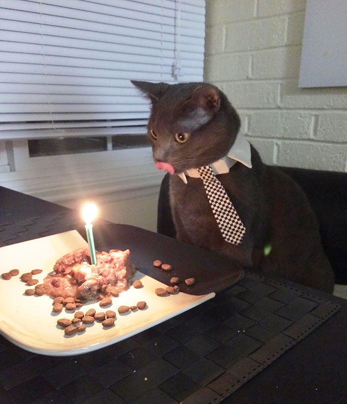My Cat Nimbus, Celebrating His Birthday Like A Gentleman