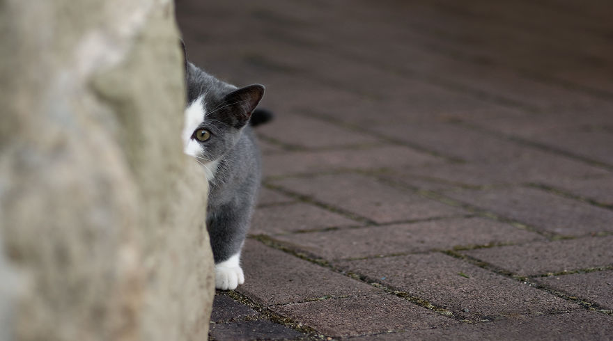 I Take Portraits Of Cats Showing Their Unique Characters