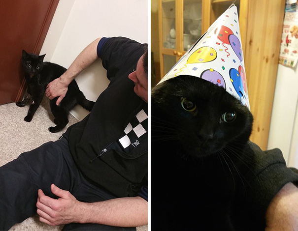 rescue-cat-injured-trucker-bb-8-dennis-mcdonald-1 rescue-cat-injured-trucker-bb-8-dennis-mcdonald-1