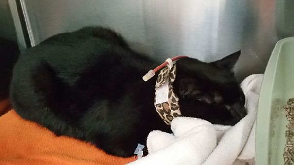 rescue-cat-injured-trucker-bb-8-dennis-mcdonald-10 rescue-cat-injured-trucker-bb-8-dennis-mcdonald-10