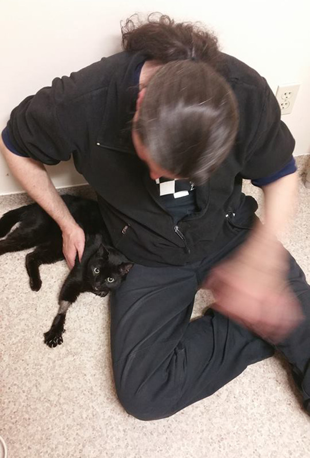 rescue-cat-injured-trucker-bb-8-dennis-mcdonald-12 rescue-cat-injured-trucker-bb-8-dennis-mcdonald-12