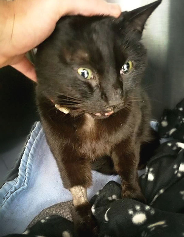 rescue-cat-injured-trucker-bb-8-dennis-mcdonald-4aa rescue-cat-injured-trucker-bb-8-dennis-mcdonald-4aa