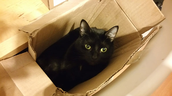 rescue-cat-injured-trucker-bb-8-dennis-mcdonald-7 rescue-cat-injured-trucker-bb-8-dennis-mcdonald-7