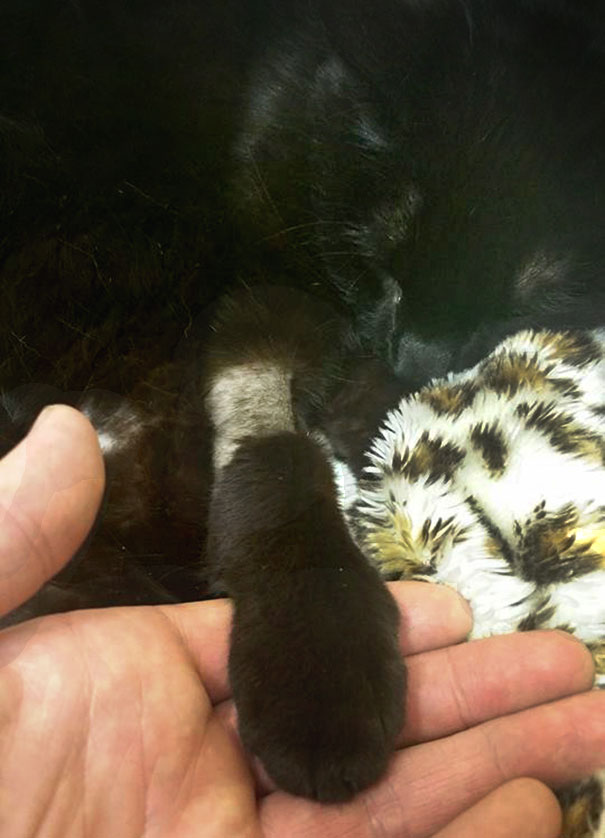 rescue-cat-injured-trucker-bb-8-dennis-mcdonald-8aaaa