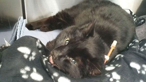 rescue-cat-injured-trucker-bb-8-dennis-mcdonald-9 rescue-cat-injured-trucker-bb-8-dennis-mcdonald-9