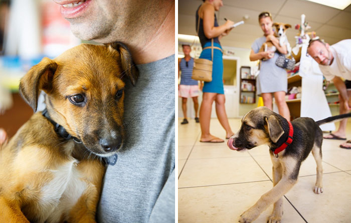 rescue-dog-island-potcake-place-turks-and-caicos-13