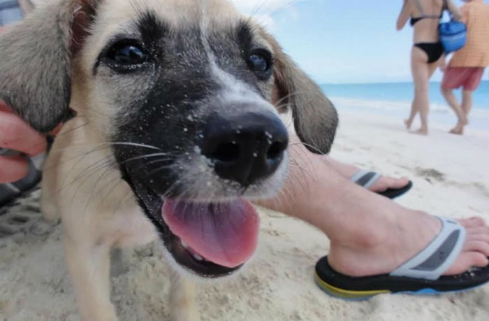 rescue-dog-island-potcake-place-turks-and-caicos-26