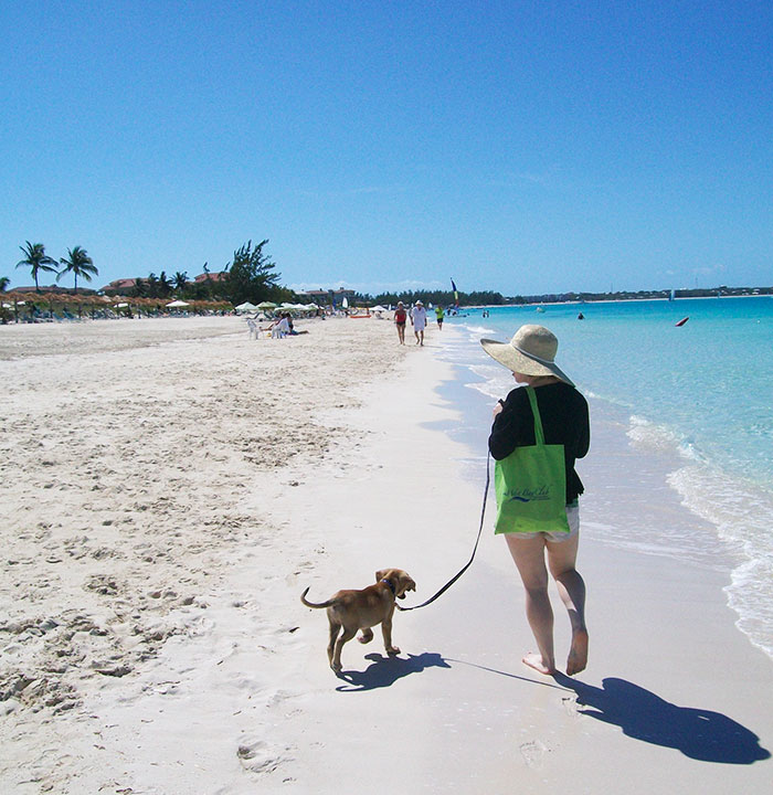 rescue-dog-island-potcake-place-turks-and-caicos-4