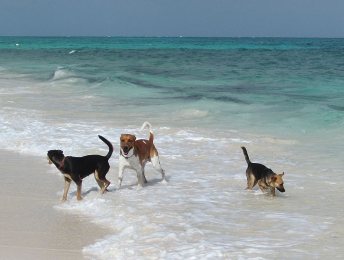 rescue-dog-island-potcake-place-turks-and-caicos-5