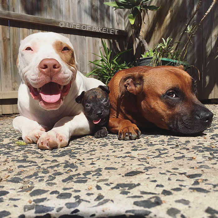 rescue-dogs-new-puppy-best-friends-potato-life-of-pikelet-a13