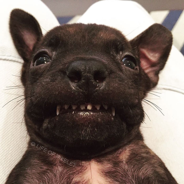 rescue-dogs-new-puppy-best-friends-potato-life-of-pikelet-a16