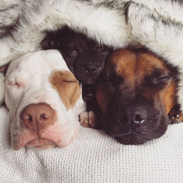 rescue-dogs-new-puppy-best-friends-potato-life-of-pikelet-a19 rescue-dogs-new-puppy-best-friends-potato-life-of-pikelet-a19