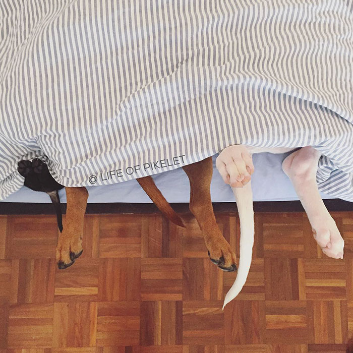 rescue-dogs-new-puppy-best-friends-potato-life-of-pikelet-a2