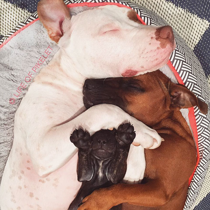 rescue-dogs-new-puppy-best-friends-potato-life-of-pikelet-a20