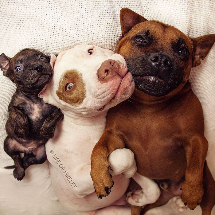 rescue-dogs-new-puppy-best-friends-potato-life-of-pikelet-a3 rescue-dogs-new-puppy-best-friends-potato-life-of-pikelet-a3