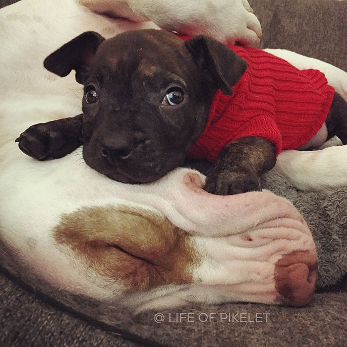 rescue-dogs-new-puppy-best-friends-potato-life-of-pikelet-a7 rescue-dogs-new-puppy-best-friends-potato-life-of-pikelet-a7