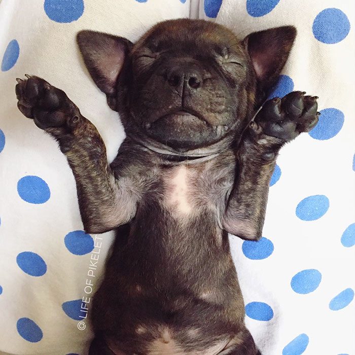 rescue-dogs-new-puppy-best-friends-potato-life-of-pikelet-a8 rescue-dogs-new-puppy-best-friends-potato-life-of-pikelet-a8